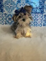 Theo, a male Morkie for sale in Indianapolis, IN – Photo 1 of 2