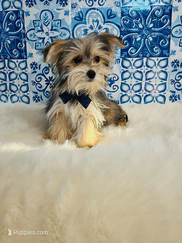 Theo – Morkie puppy for sale in Indianapolis, IN