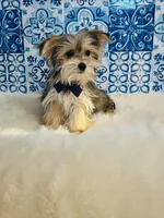 Theo, a male Morkie for sale in Indianapolis, IN – Photo 2 of 2