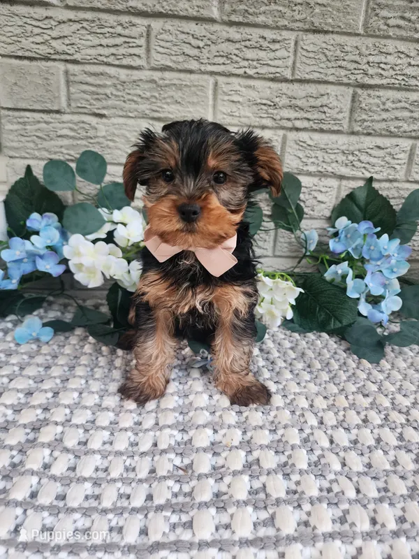 Theo – Yorkshire Terrier puppy for sale in Indianapolis, IN