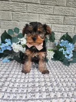 Theo, a male Yorkshire Terrier for sale in Indianapolis, IN – 1 of 3