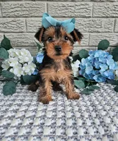 Little Lola, a female Yorkshire Terrier for sale in Indianapolis, IN – 7 of 9