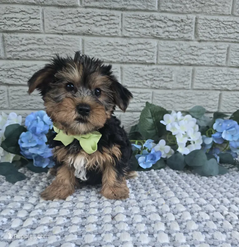 Bastian – Yorkshire Terrier puppy for sale in Indianapolis, IN