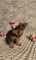 Isabella , a female Yorkshire Terrier for sale in Indianapolis, IN – Photo 4 of 4