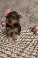 Isabella , a female Yorkshire Terrier for sale in Indianapolis, IN – Photo 2 of 4