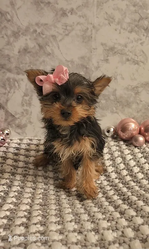 Isabella  – Yorkshire Terrier puppy for sale in Indianapolis, IN