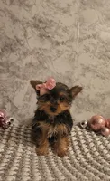 Isabella , a female Yorkshire Terrier for sale in Indianapolis, IN – Photo 3 of 4
