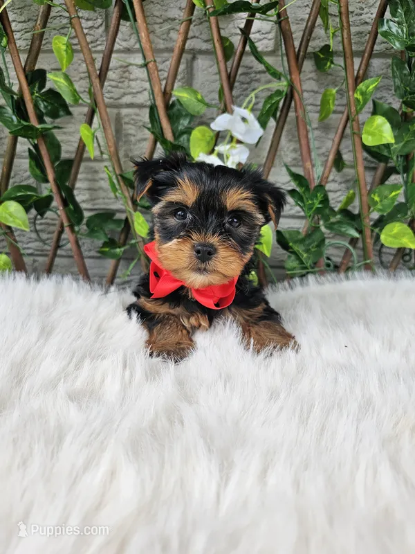 Theo – Yorkshire Terrier puppy for sale in Indianapolis, IN