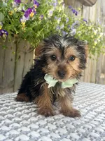 Peanut, a male Yorkshire Terrier for sale in Indianapolis, IN – 3 of 6