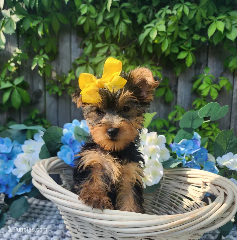 Little lexie – Yorkshire Terrier puppy for sale in Indianapolis, IN