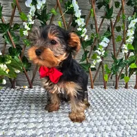 Theo, a male Yorkshire Terrier for sale in Indianapolis, IN – 2 of 6