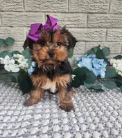 Lilly, a female Yorkshire Terrier for sale in Indianapolis, IN – 3 of 3