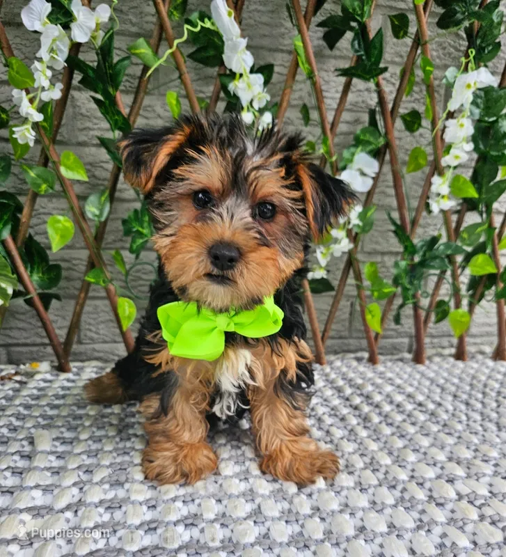 Bastian – Yorkshire Terrier puppy for sale in Indianapolis, IN