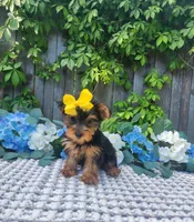  Lexie, a female Yorkshire Terrier for sale in Indianapolis, IN – 3 of 6