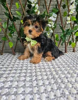 Tucker, a male Yorkshire Terrier for sale in Indianapolis, IN – 3 of 8