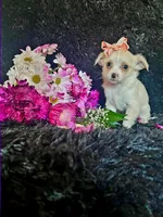 Piper (Tiny), a female Chihuahua for sale in Indianapolis, IN – Photo 4 of 4