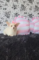 Piper , a female Chihuahua for sale in Indianapolis, IN – Photo 4 of 8