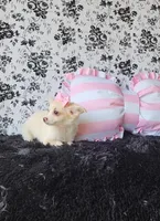 Piper , a female Chihuahua for sale in Indianapolis, IN – Photo 2 of 8