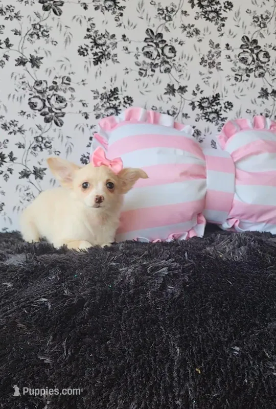 Piper  – Chihuahua puppy for sale in Indianapolis, IN