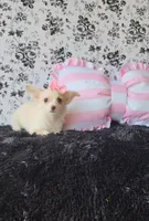 Piper , a female Chihuahua for sale in Indianapolis, IN – Photo 1 of 8