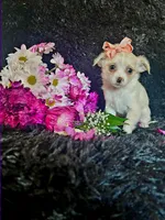 Piper (Tiny), a female Chihuahua for sale in Indianapolis, IN – Photo 3 of 4