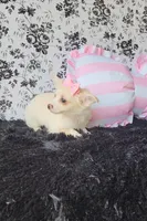 Piper , a female Chihuahua for sale in Indianapolis, IN – Photo 6 of 8