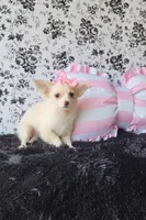 Piper , a female Chihuahua for sale in Indianapolis, IN – Photo 5 of 8