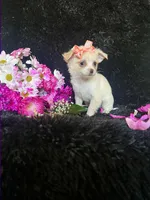 Piper (Tiny), a female Chihuahua for sale in Indianapolis, IN – Photo 2 of 4