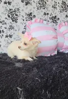 Piper , a female Chihuahua for sale in Indianapolis, IN – Photo 8 of 8