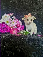 Piper (Tiny), a female Chihuahua for sale in Indianapolis, IN – Photo 1 of 4