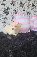 Piper , a female Chihuahua for sale in Indianapolis, IN – Photo 7 of 8