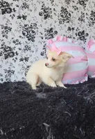 Piper , a female Chihuahua for sale in Indianapolis, IN – Photo 3 of 8