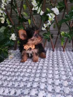 Bastian, a male Yorkshire Terrier for sale in Indianapolis, IN – 3 of 6