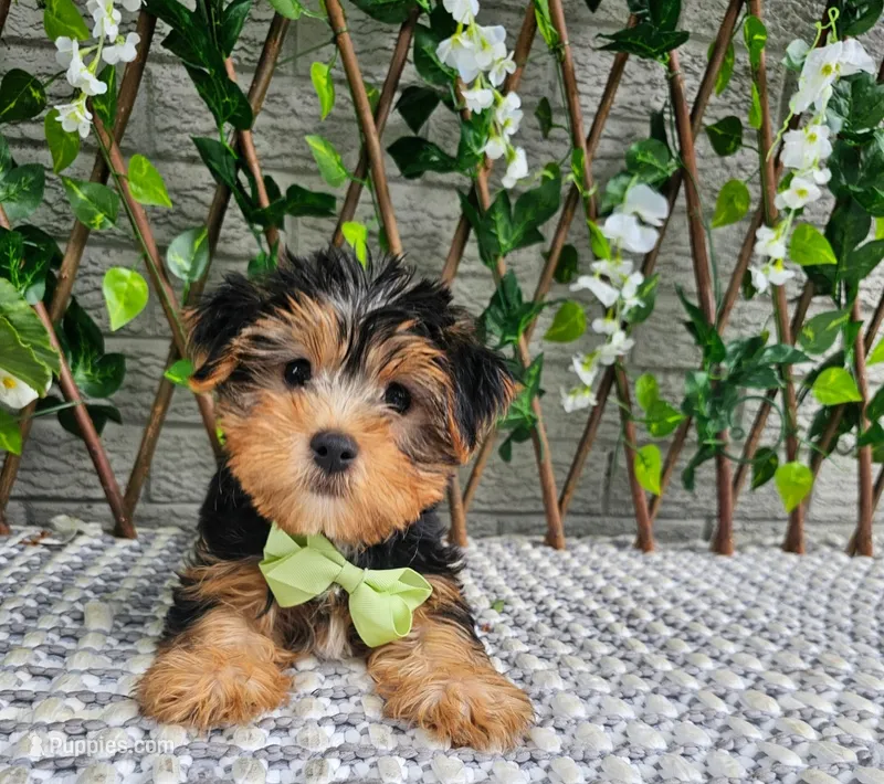 Tucker – Yorkshire Terrier puppy for sale in Indianapolis, IN