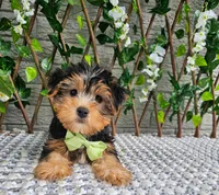 Tucker, a male Yorkshire Terrier for sale in Indianapolis, IN – 1 of 8