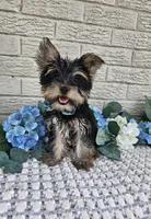Yogi, a male Yorkshire Terrier for sale in Indianapolis, IN – 4 of 8