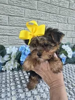 Little Pippy, a female Yorkshire Terrier for sale in Indianapolis, IN – 5 of 7