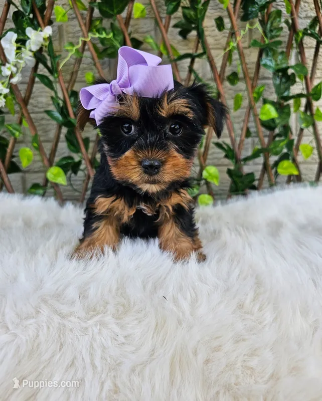 Violet – Yorkshire Terrier puppy for sale in Indianapolis, IN
