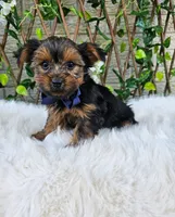 Milo, a male Yorkshire Terrier for sale in Indianapolis, IN – 3 of 3