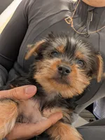 Minnie , a female Yorkshire Terrier for sale in Aberdeen, MD – Photo 2 of 4