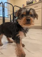 Minnie , a female Yorkshire Terrier for sale in Aberdeen, MD – Photo 4 of 4