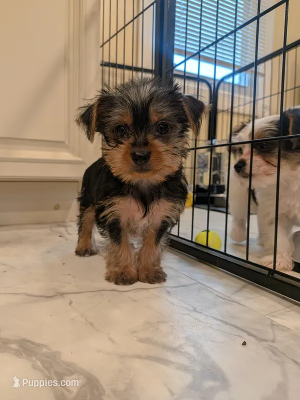 Minnie  – Yorkshire Terrier puppy for sale in Aberdeen, MD