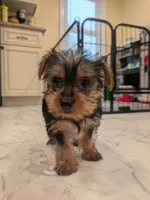 Minnie , a female Yorkshire Terrier for sale in Aberdeen, MD – Photo 3 of 4