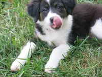 Gerri, a female Border Collie and Cocker Spaniel for sale in Waynesboro, PA – 2 of 4
