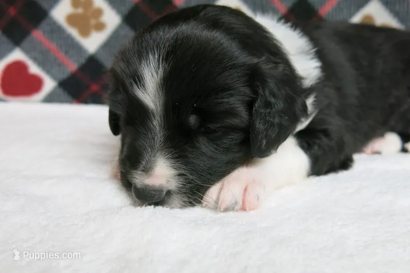 Fletcher – Border Collie, Cocker Spaniel puppy for sale in Waynesboro, PA