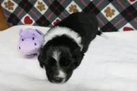 Fletcher, a male Border Collie and Cocker Spaniel for sale in Waynesboro, PA – 2 of 6