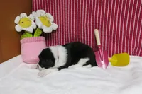 Elna, a female Border Collie and Cocker Spaniel for sale in Waynesboro, PA – 7 of 9