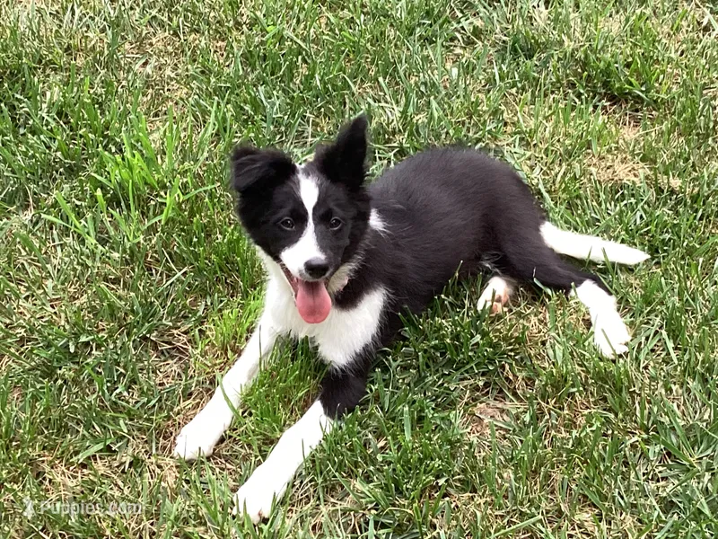 Elna – Border Collie, Cocker Spaniel puppy for sale in Waynesboro, PA