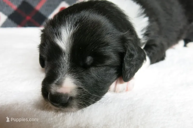 Fletcher – Border Collie, Cocker Spaniel puppy for sale in Waynesboro, PA