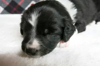 Fletcher, a male Border Collie and Cocker Spaniel for sale in Waynesboro, PA – 1 of 6